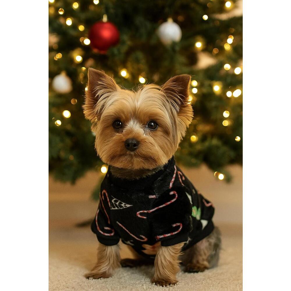 Festive Christmas Dog Sweater - Small